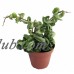Hindu Indian Rope Plant - Hoya - Exotic/Easy - 4" Pot   